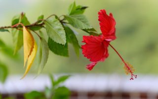 Guide pour sélectionner et choyer un hibiscus afin d'obtenir une haie florissante en toutes saisons