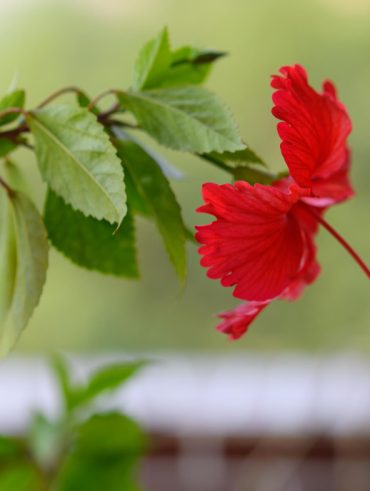 Guide pour sélectionner et choyer un hibiscus afin d'obtenir une haie florissante en toutes saisons