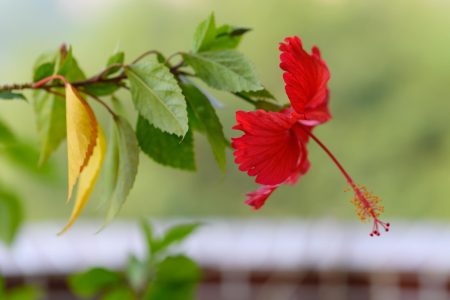Guide pour sélectionner et choyer un hibiscus afin d'obtenir une haie florissante en toutes saisons