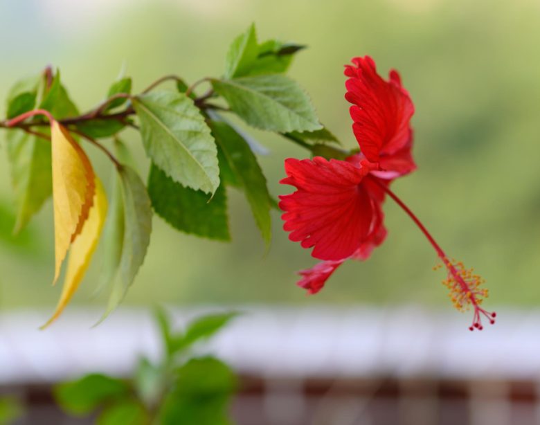 Guide pour sélectionner et choyer un hibiscus afin d'obtenir une haie florissante en toutes saisons