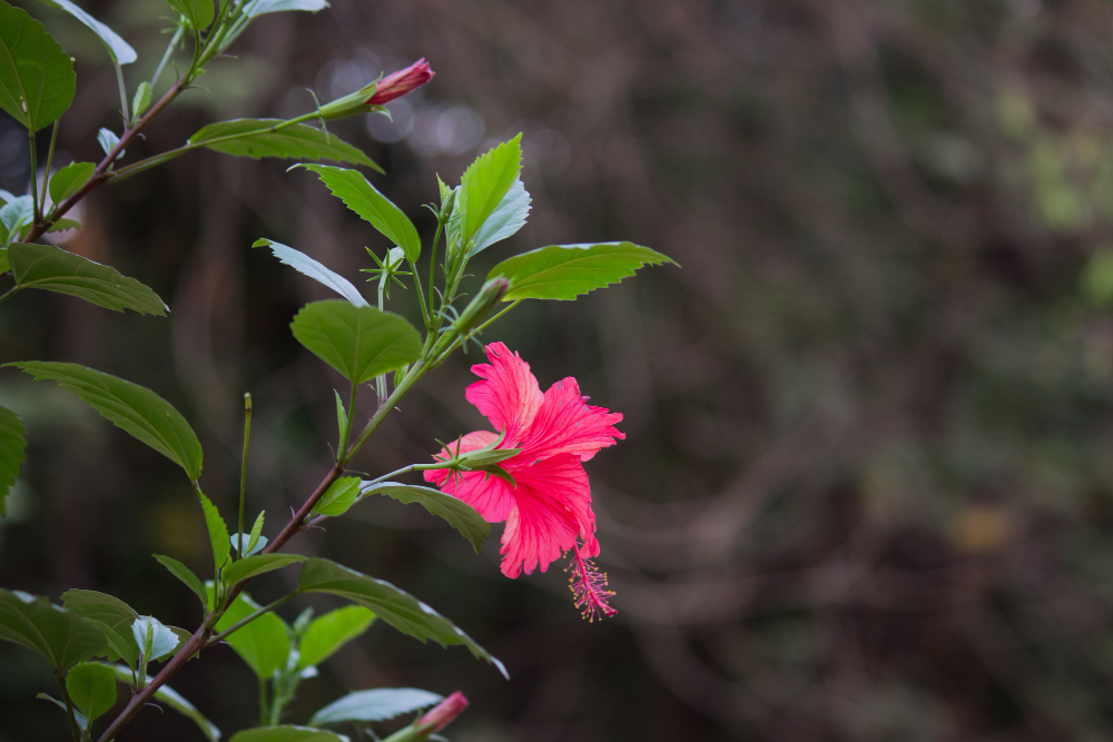 choyer un hibiscus afin d'obtenir une haie florissante en toutes saisons