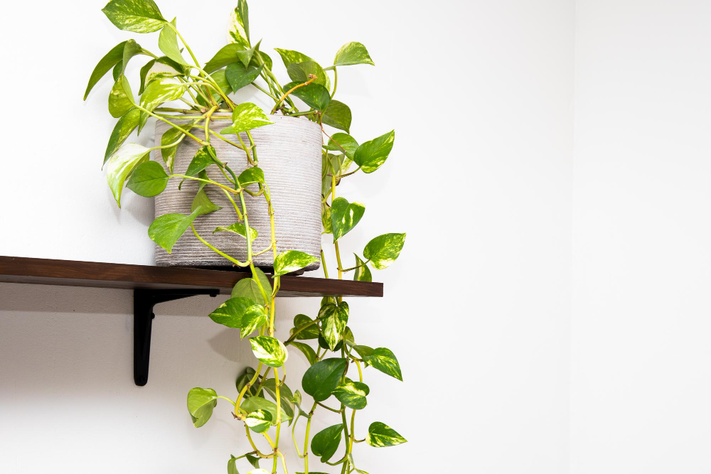 Plantes pour suspension intérieur