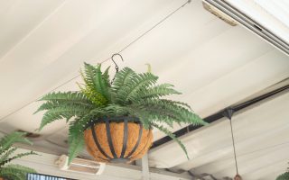 choisir et entretenir des Plantes pour suspension intérieur