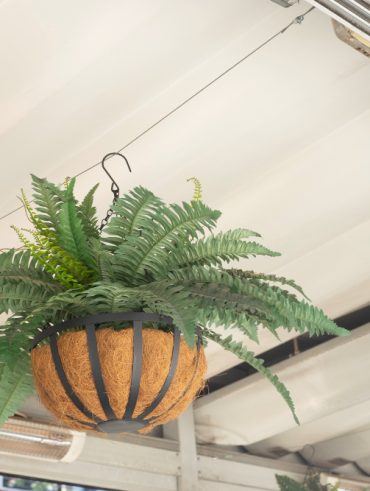 choisir et entretenir des Plantes pour suspension intérieur
