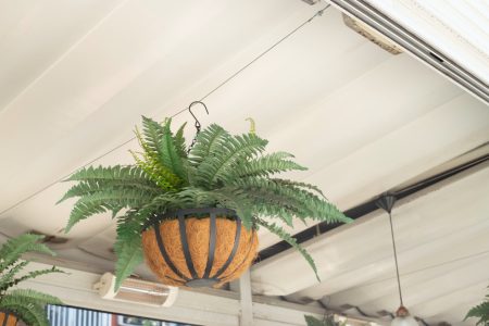 choisir et entretenir des Plantes pour suspension intérieur