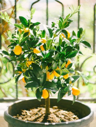 Les secrets pour garder votre citronnier en pot en pleine santé toute l'année