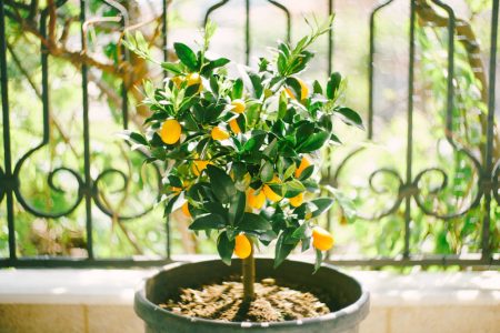 Les secrets pour garder votre citronnier en pot en pleine santé toute l'année