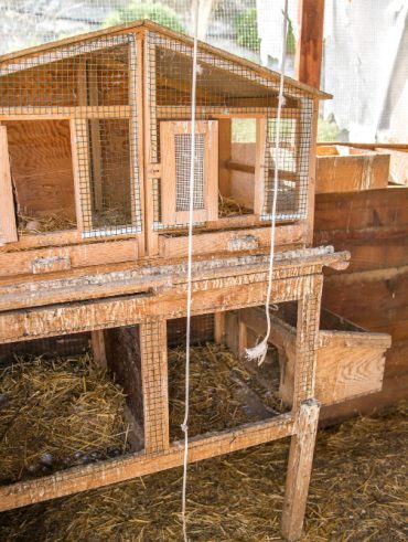 guide pratique pour Construire un poulailler soi-même